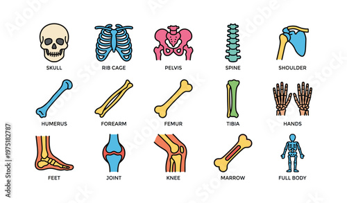 Illustrated human anatomy: skeletal system overview with key bones and joints
