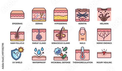 Human skin structure and functions illustrated icons with descriptions