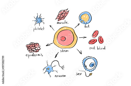 Cells structure sketch
