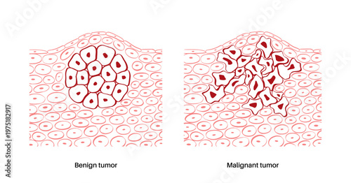 Cells structure sketch