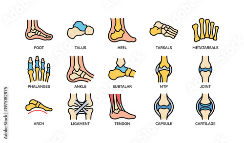 Foot and ankle anatomy: bones, joints, ligaments, tendons, and cartilage diagram