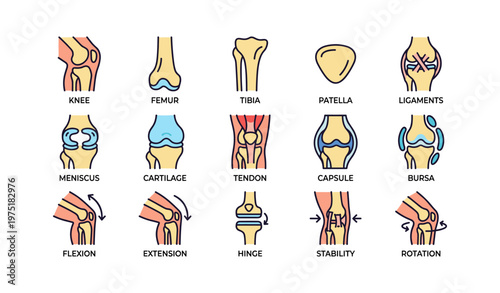 Skeletal anatomy: knee structure with ligaments, tendons, and bones