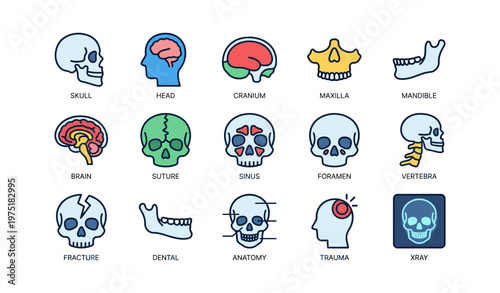 Various skull and brain anatomy illustrations with labels