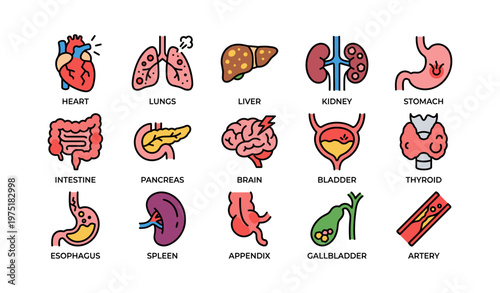 Colorful icons of human organs including heart, lungs, and brain in simple style