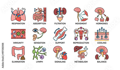 Human body functions: respiration, absorption, filtration, movement, hormones illustrated