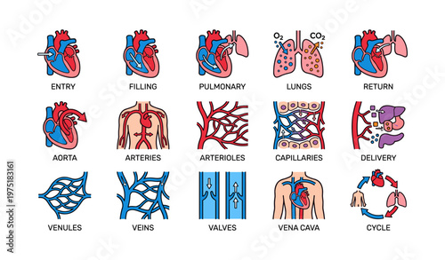 Diagram of cardiovascular system and blood circulation process with heart and lungs
