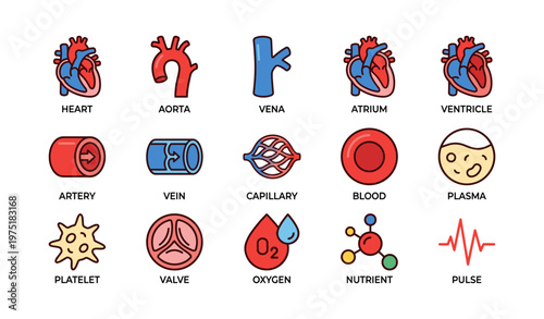 Colorful anatomy icons of heart, blood vessels, cells, and oxygen