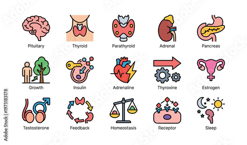 Endocrine system icons: hormones, glands, feedback loops, homeostasis