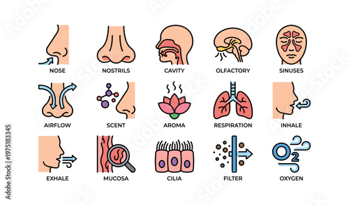 Human respiratory and olfactory system: nose, sinuses, airflow, scent, oxygen