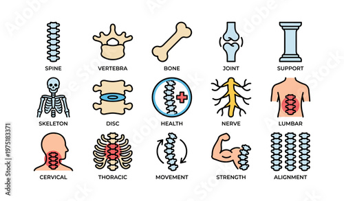 Spinal health and anatomy: bones, joints, nerves, and muscle support icons
