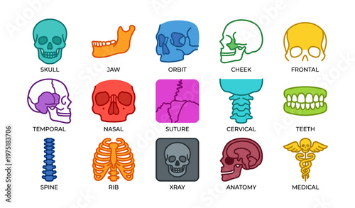 Colorful human anatomy icons: skull, skeleton, cervical spine, jaw, medical symbols