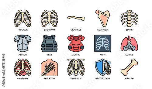 Human anatomy: skeleton, ribcage, spine, x-ray, and armor icons