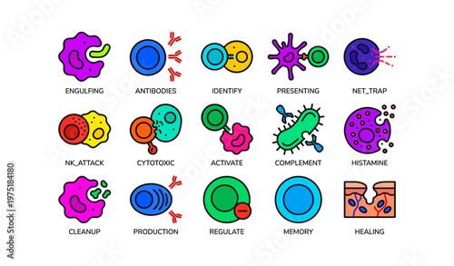 Immune system cells and functions illustrated: engulfing, antibodies, cytotoxic, healing