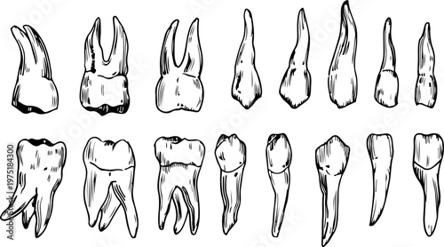 Professional Ink Sketch Dental Anatomy Bundle Showcasing Different Types of Human Teeth for Scientific Research and Medical Textbooks
