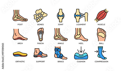 Icons of foot anatomy and support equipment for medical and athletic use