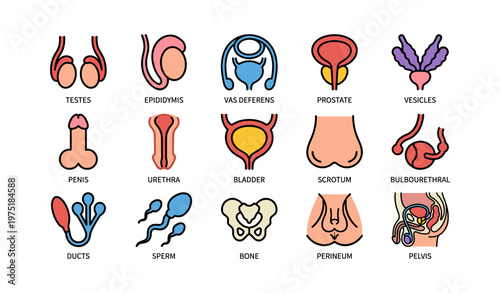Male reproductive system anatomy diagram with labeled organs and structures