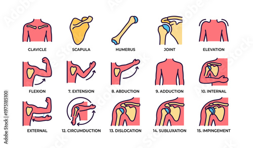 Diagram illustrating shoulder anatomy and movements with labels and arrows