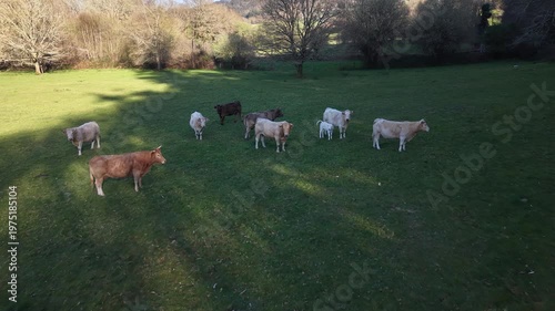 Five cows grazing in a lush green pasture under natural sunlight