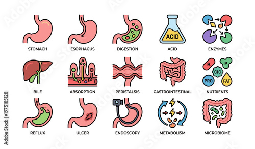 Digestive system icons: stomach, esophagus, liver, intestines, nutrients, metabolism