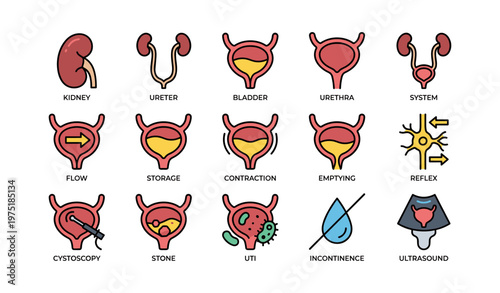 Urinary system icons illustrating bladder, kidney, uti, ultrasound, incontinence functions