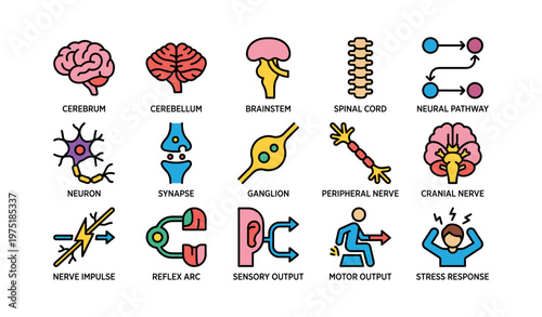 Colorful illustrations of human nervous system components and functions