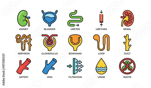 Human urinary system diagram with kidney, bladder, and nephron icons