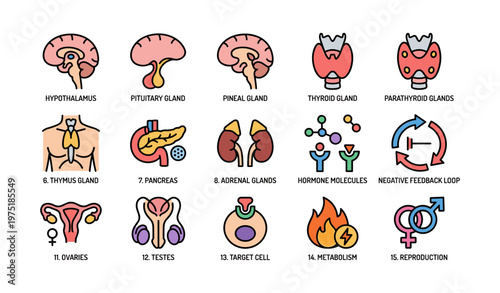 Illustrated endocrine system diagram with glands and hormones