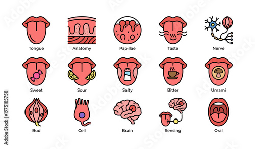 Taste anatomy: tongue, papillae, sweet, sour, salty, bitter, umami, brain, nerve cells
