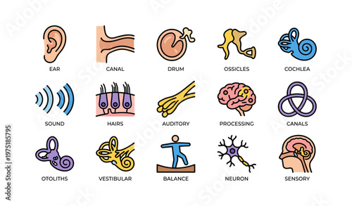 Human ear anatomy and function icons featuring sensory processing elements