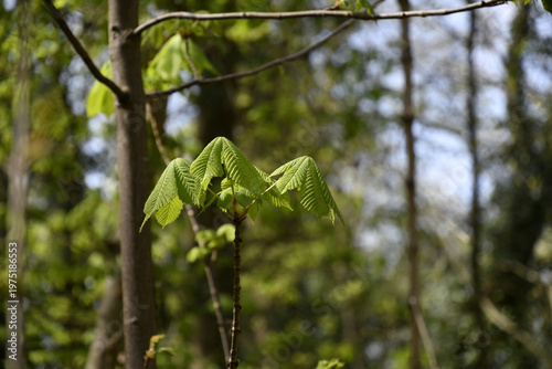 Wallpaper Mural frischer trieb Torontodigital.ca