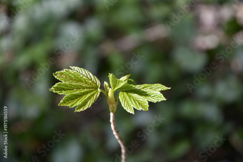 Wallpaper Mural frischer trieb Torontodigital.ca