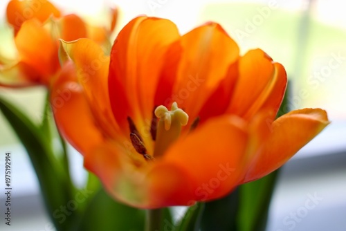 Orange and yellow tulip, macro 