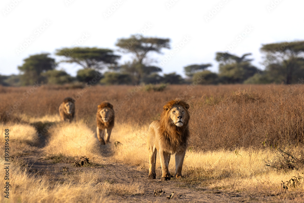 Ταπετσαρία A coalition of three male African lions walking along a dirt track
