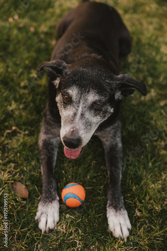 Happy Dog