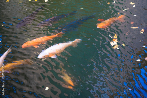水の中の泳ぐ魚