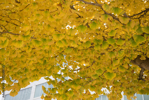 見上げるとイチョウの葉
