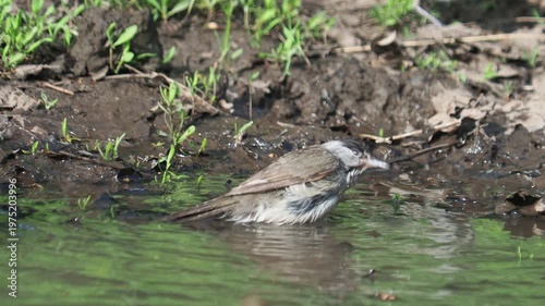 The Eurasian blackcap bird playing in the water, Sylvia atricapilla