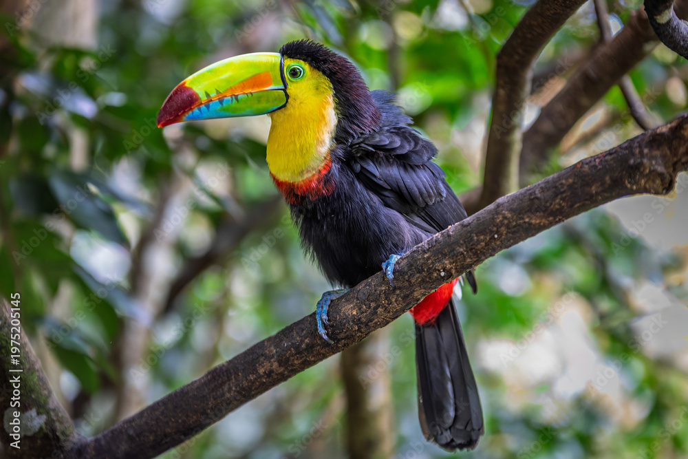 Fototapeta premium A vibrant Chestnut-mandibled toucan (Ramphastos ambiguus swainsonii) perched on a mossy branch in a Costa Rican tropical rainforest.