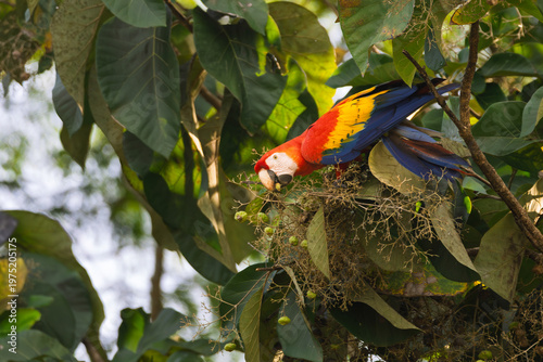 Canvastavla Vibrant Scarlet Macaw (Ara macao) parrot perched among lush green leaves of a tropical almond tree