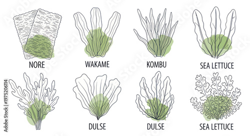 Types of Edible Seaweed: Nori, Wakame, Kombu, Dulse, Sea Lettuce