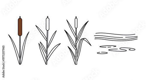 Cattail Reeds and Water Lilies - Simple Line Art Illustration
