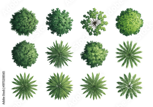 diverse set of high-detail, stylized tree canopy symbols (plan view) in lime and forest green watercolor texture, isolated on a clean transparent background. concept for professional design
