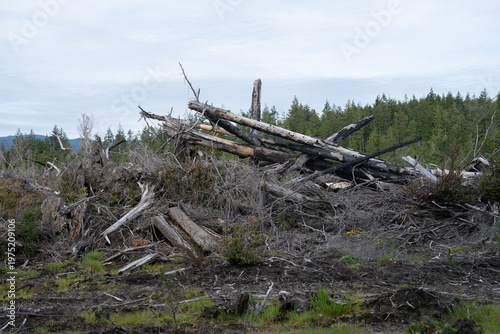 Fotografie Large slash pile of cut tree trunks and branches rises from bare, disturbed soil in a recently clearcut forest, highlighting intensive timber harvest and the woody debris left across the landscape