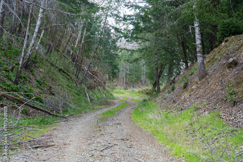 Foto Narrow dirt forest service road winds through a lush green canyon lined with tal