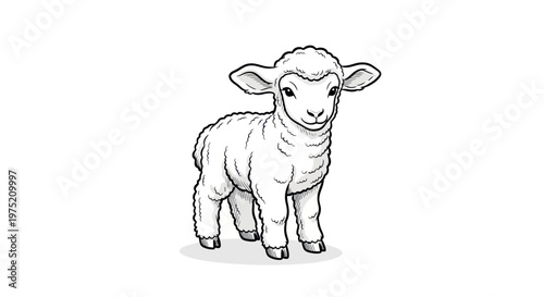 Cute little lamb, farm animal illustration, white background, simple drawing