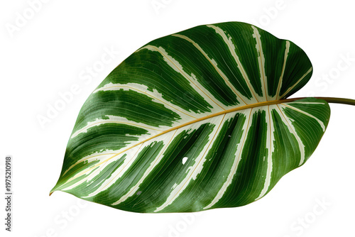 Calathea plant leaf with striking white and green variegated stripes, tropical foliage with a transparent background