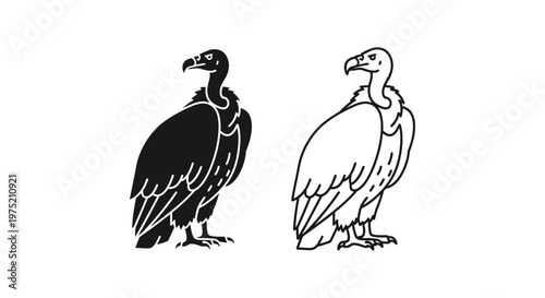 Vulture Birds Illustration: Black and White Sketches Vector