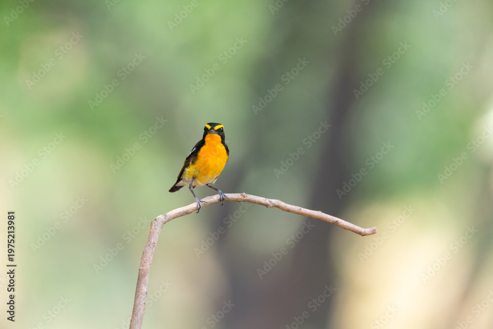 Fototapeta premium Small yellow and orange songbird perched on a thin branch with soft green forest background Wildlife birdwatching and nature photography showing colorful tropical bird