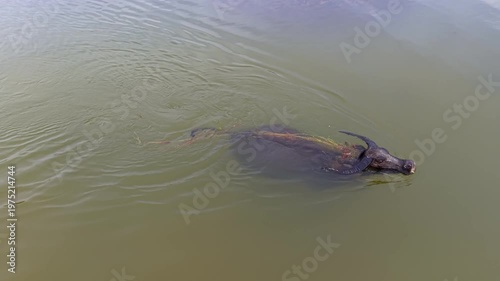 Aerial view water buffaloes swimming in shallow pond