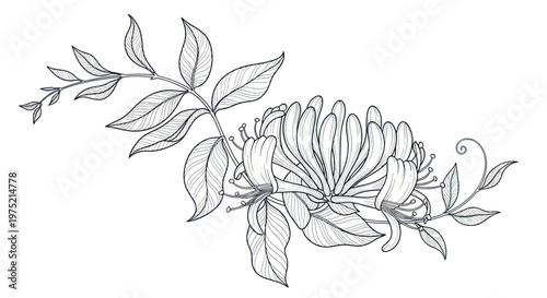Honeysuckle Branch Drawing, Delicate Floral Illustration, Botanical Sketch